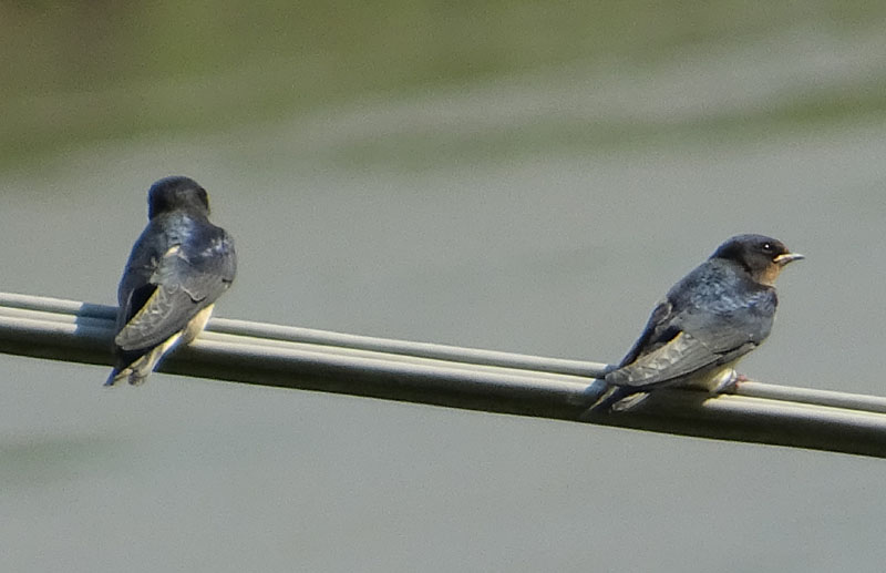 piccoli di rondine ? s, giovani di Hirundo rustica